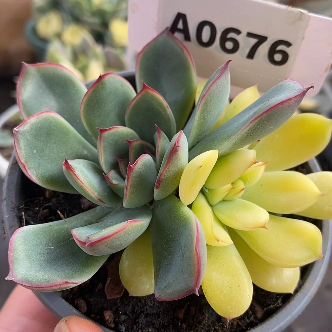 676荷花哈哈哈哈哈哈哈