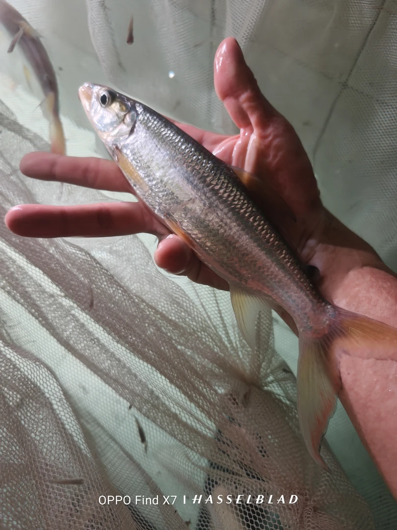 白金猛鱼黄金猛鱼加拉辛系列皇庭带牙侍卫