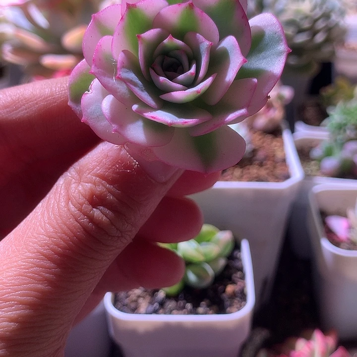 克罗地亚白覆轮锦