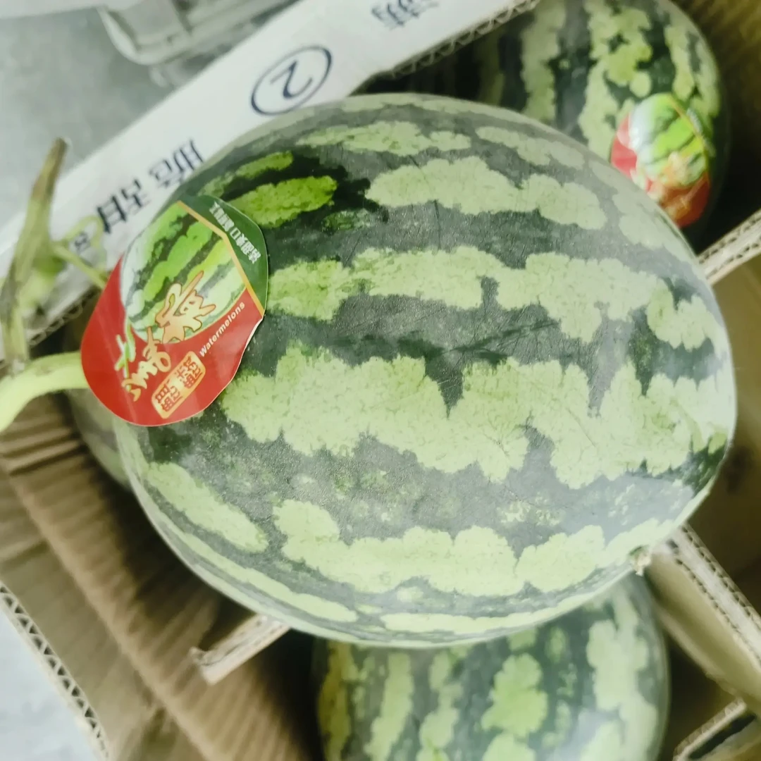 无籽麒麟瓜河南省