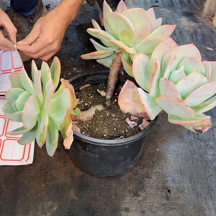 一物一拍多肉血凤1号