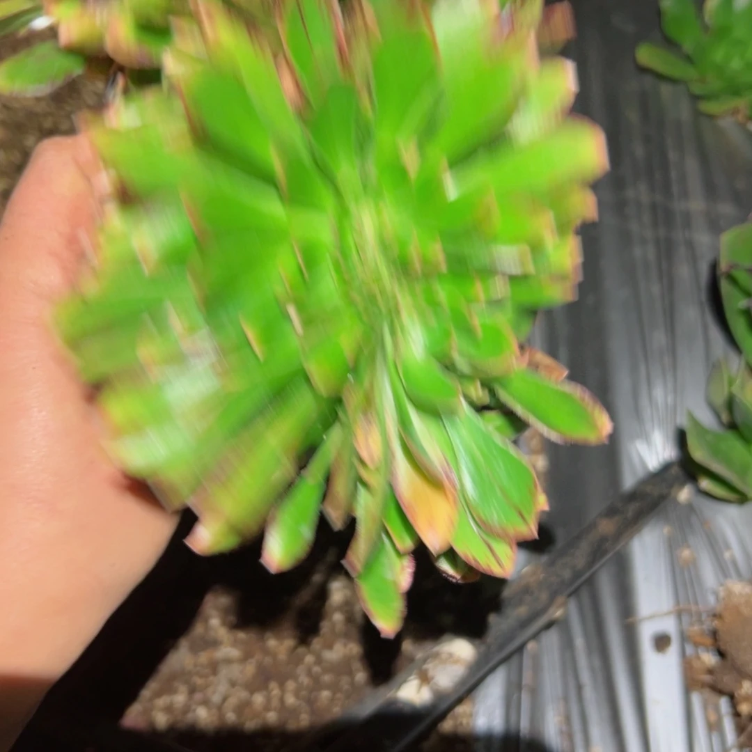 775 号多肉植物法师新年福利