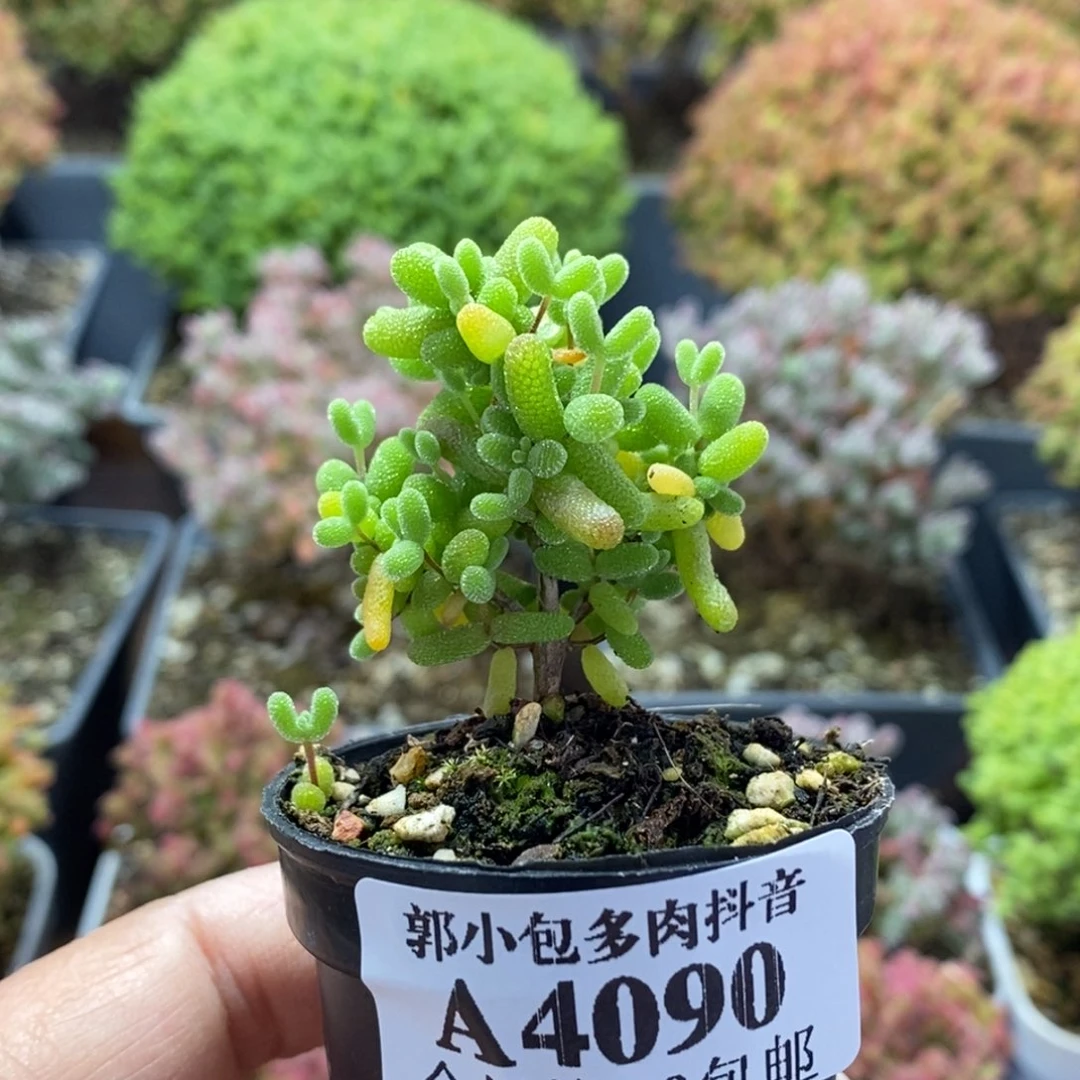 蜜橘糖球4090枝干番杏