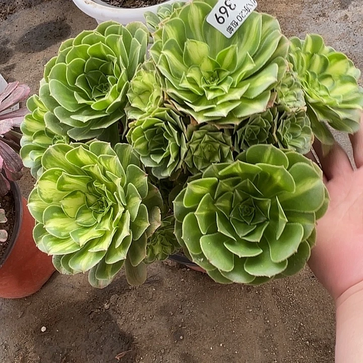 369五彩琉璃多肉满20包邮