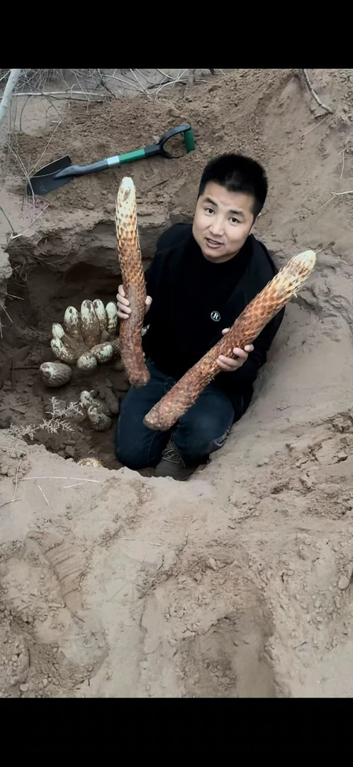 新鲜沙漠人参红柳寄生植物整根-农产品