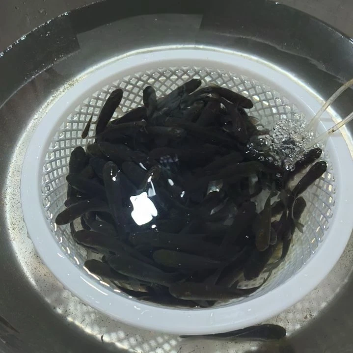 海水鱼大头鱼  胖头鱼