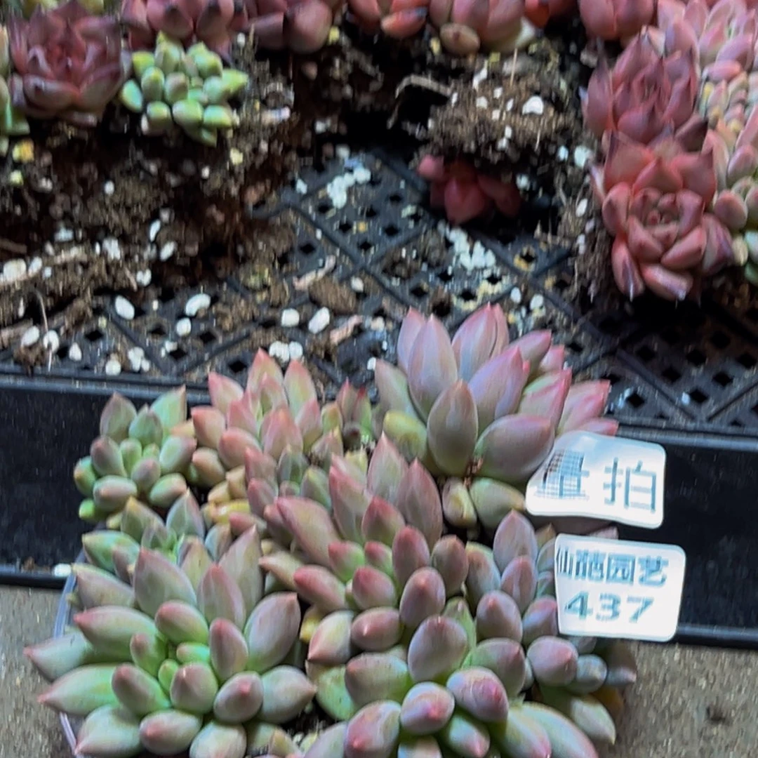 437量拍一盒10颗发货