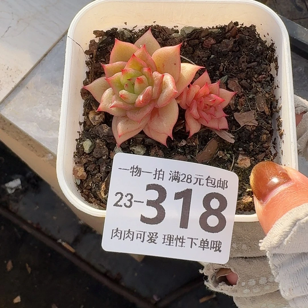 林肯无盆土发货发货