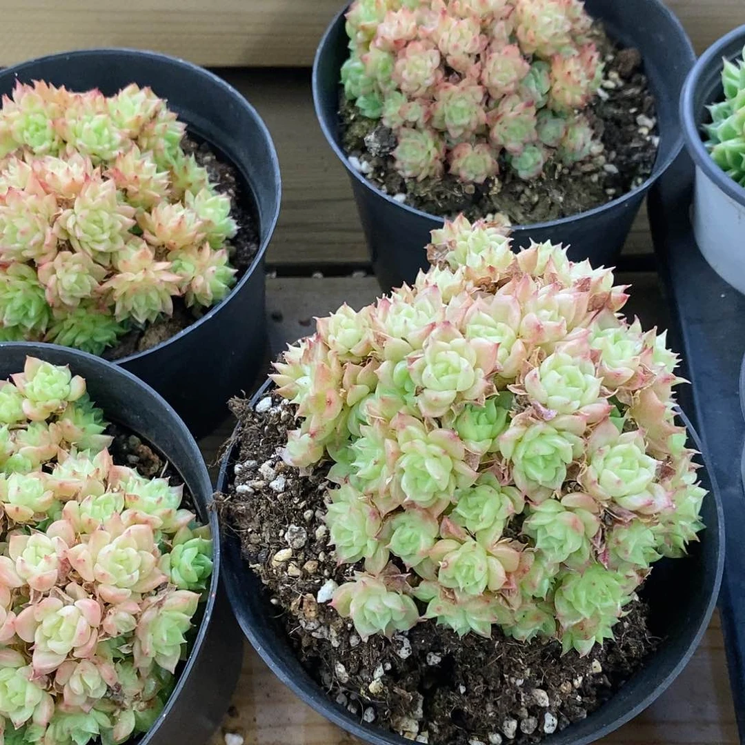 团。绿油麦杆。福利多多