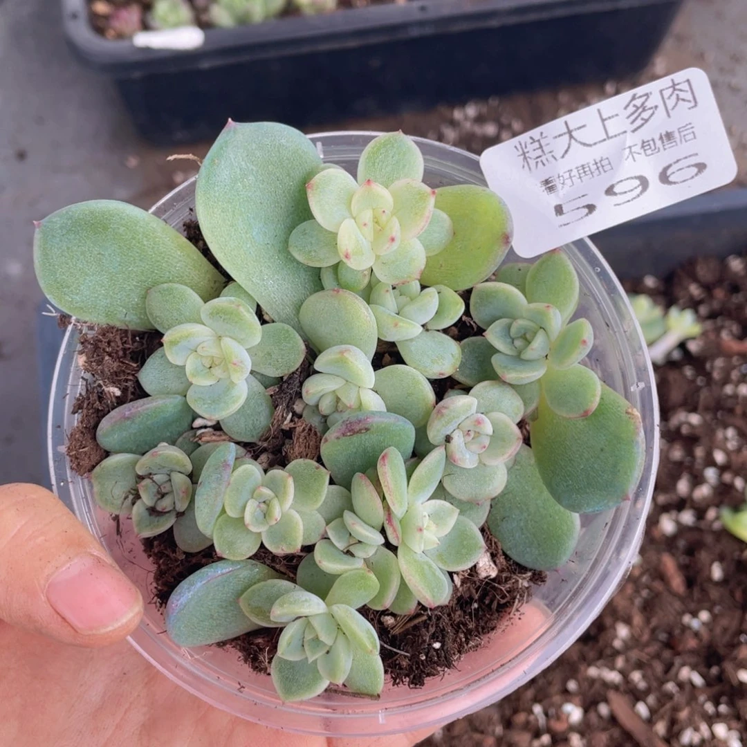 豆***宝糕大上多肉植物596