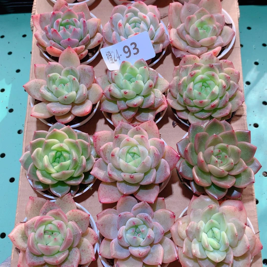 24-93一物一拍多肉带盆18颗