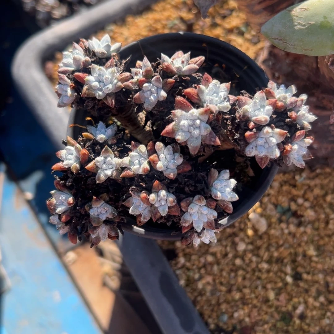 格诺玛韩菊～一物一拍1717