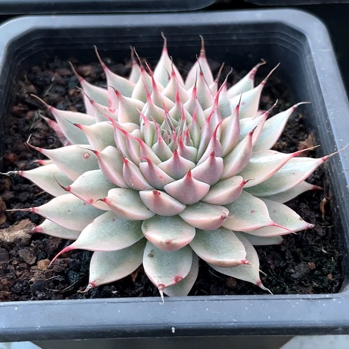 银星锦一物一拍锦龙