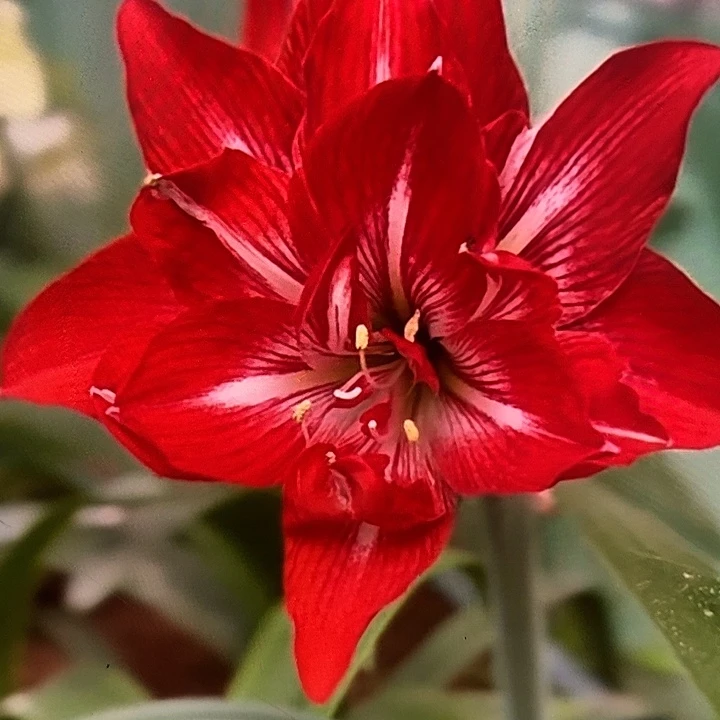 红火齐天5厘米朱顶红