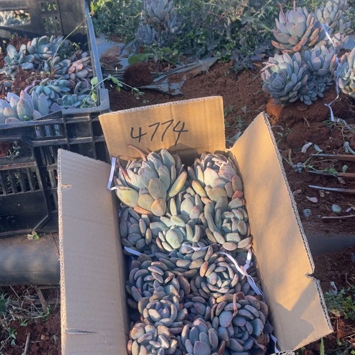 霓**月灰姑娘不售后4774