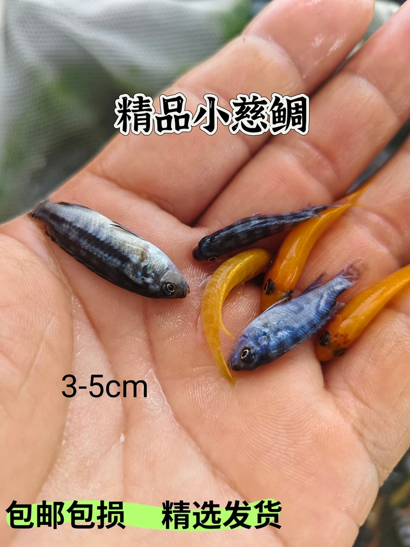 三湖慈鲷适合新手的水族宠物观赏鱼好养耐活