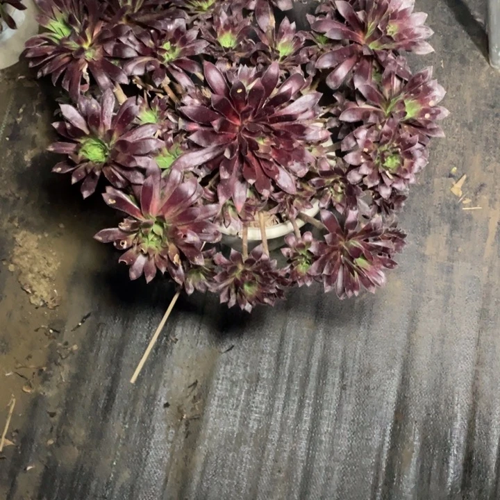 9孔雀多肉多肉植物多肉