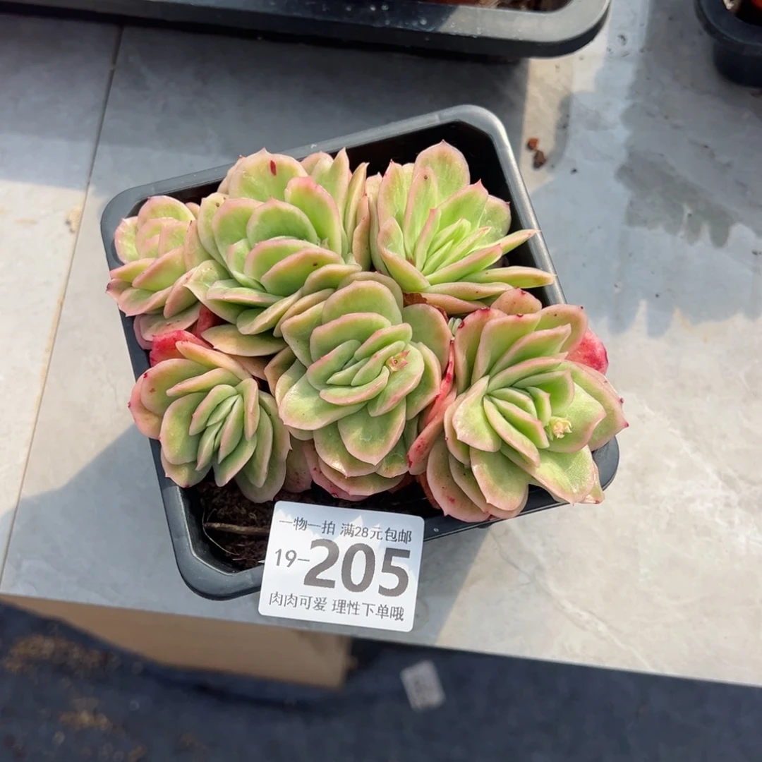 冰玫瑰多肉多肉多肉多肉