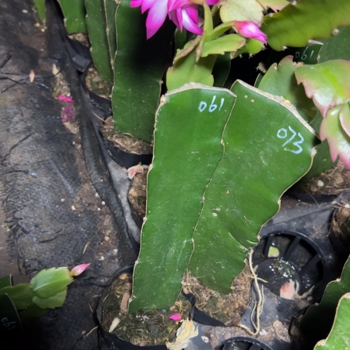 挨****。061嫁接小苗开花