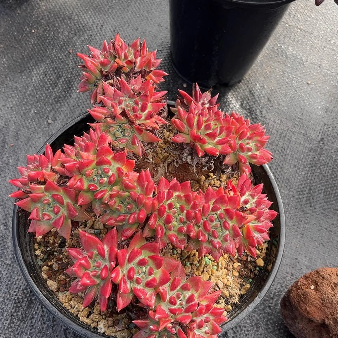 小鹿多肉一物一拍