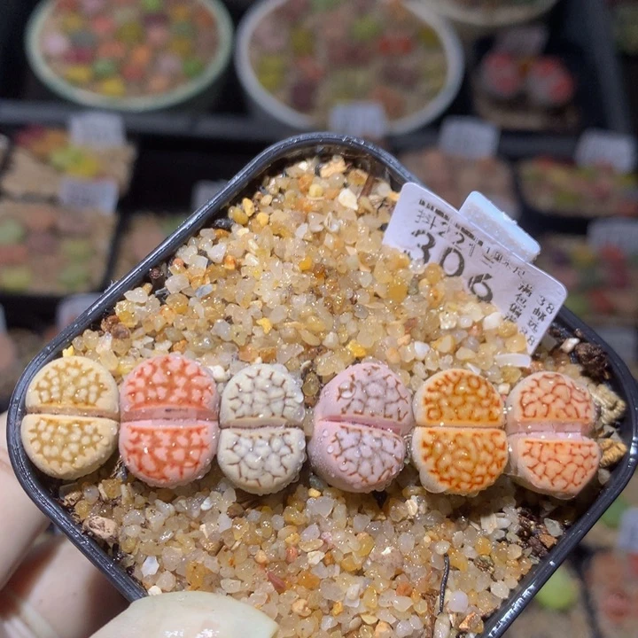 精品生石花221.306