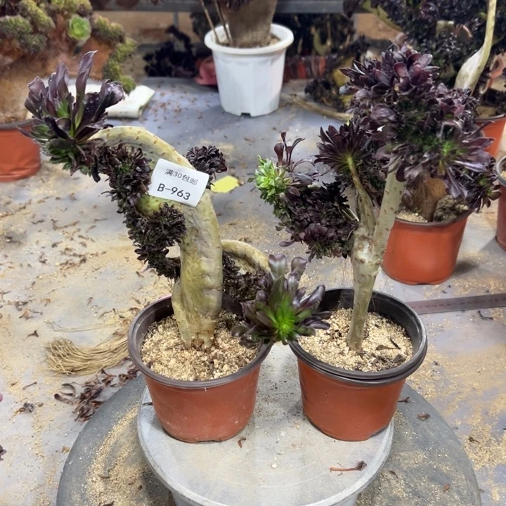 963黑法师2棵不售后