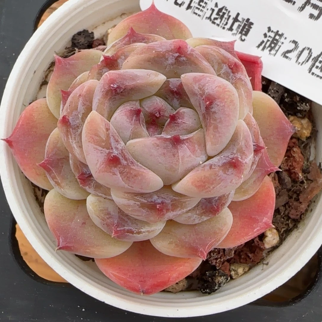 花语逸镜0204-559