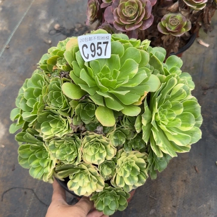 五彩琉璃……多肉植物……