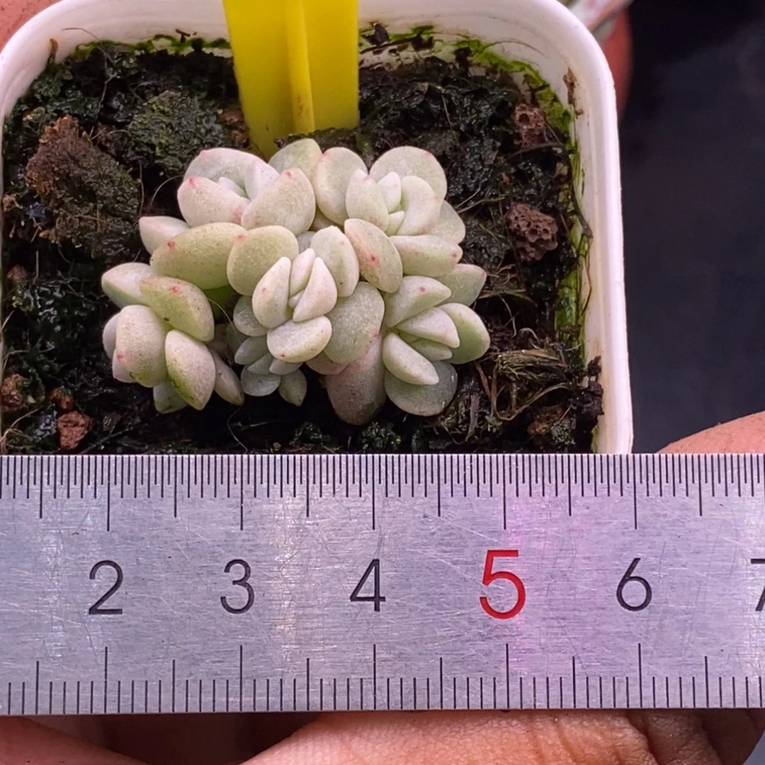 130冰玉石化6头福利…………