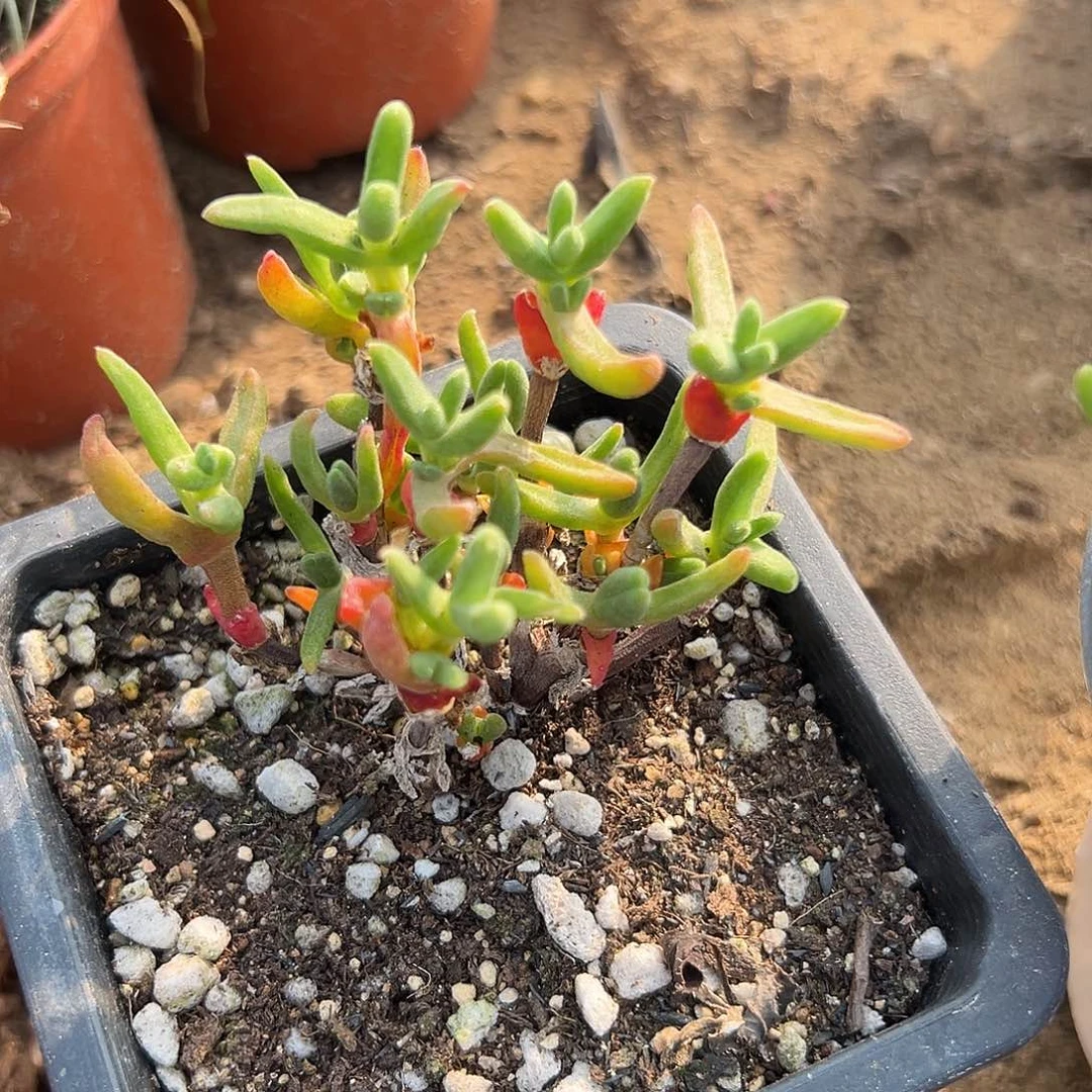 多肉植物短兔儿枝干