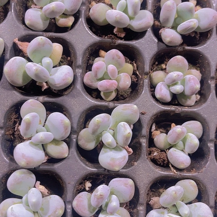 精品滔天姬多肉植物