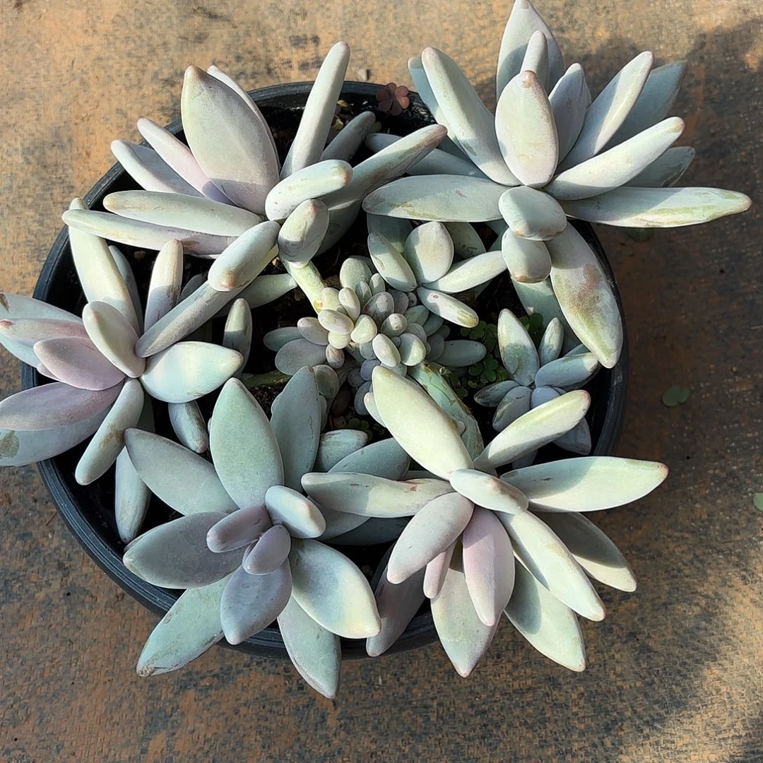 最*?企鹅大群寄养