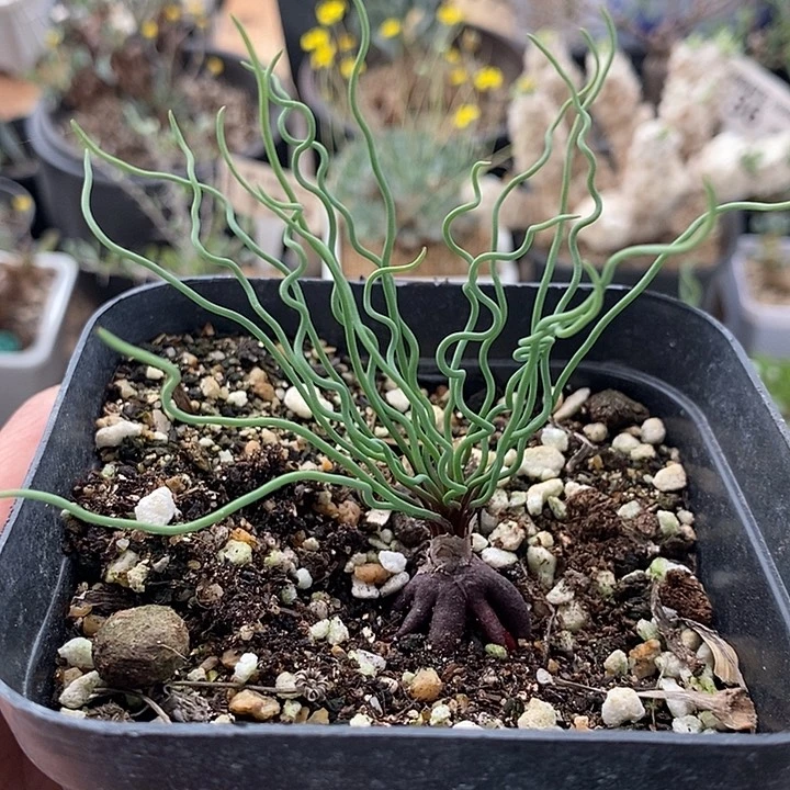 801方便面弹簧草一一带盆一一