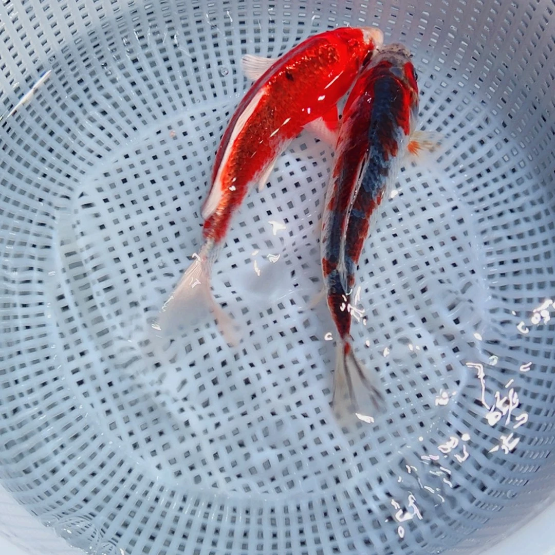 锦鲤锦鲤观赏鱼1111