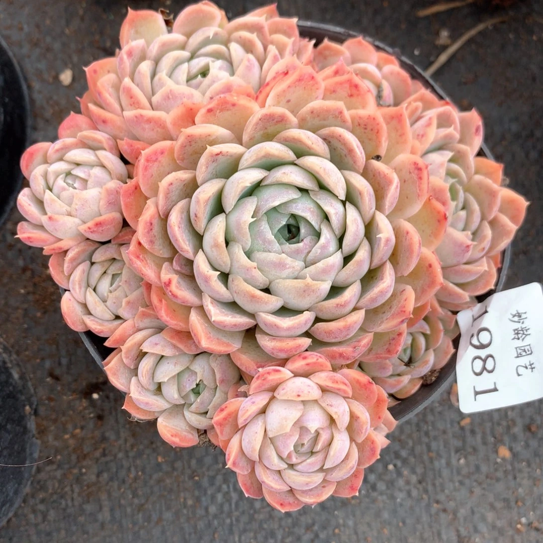 尘*1981杂交多肉植物基地