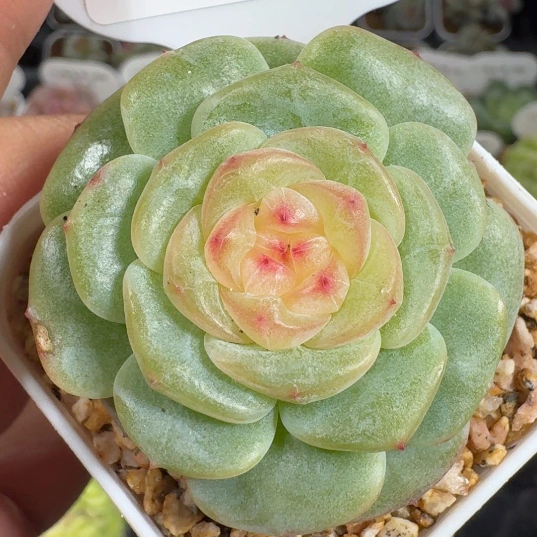 0925-090-胧月单头