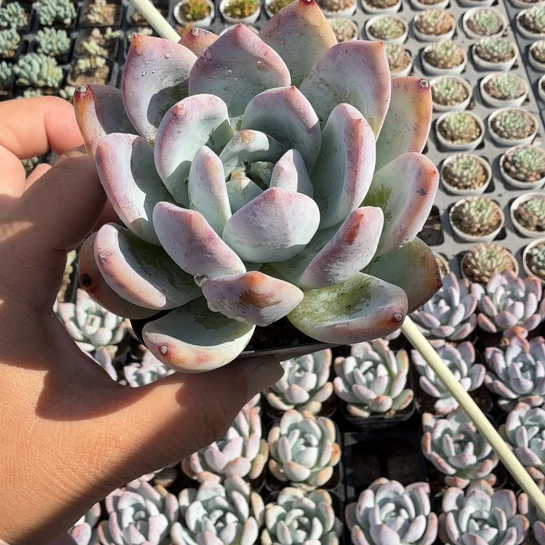 随机发七公分嫦娥满20包邮