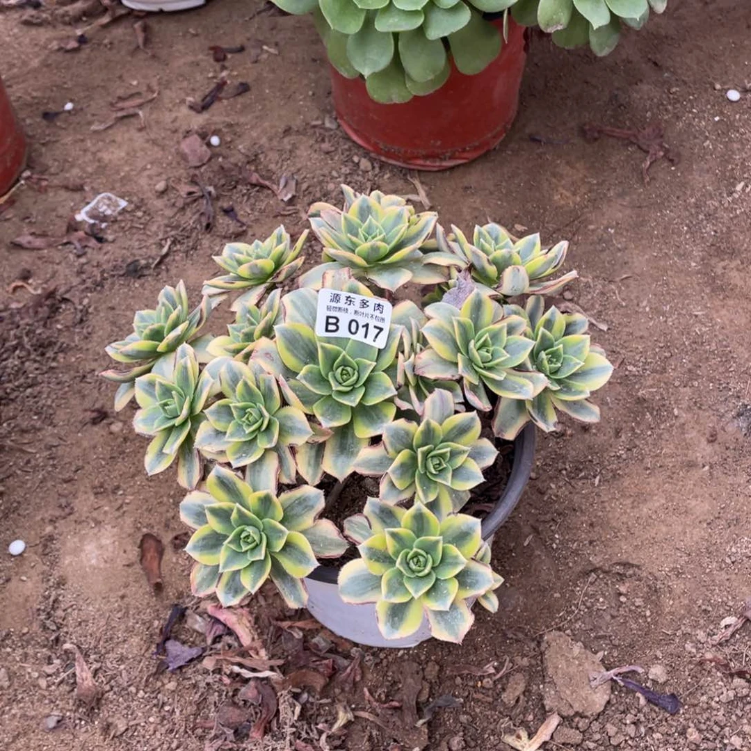 017星宝多肉法师断枝不包