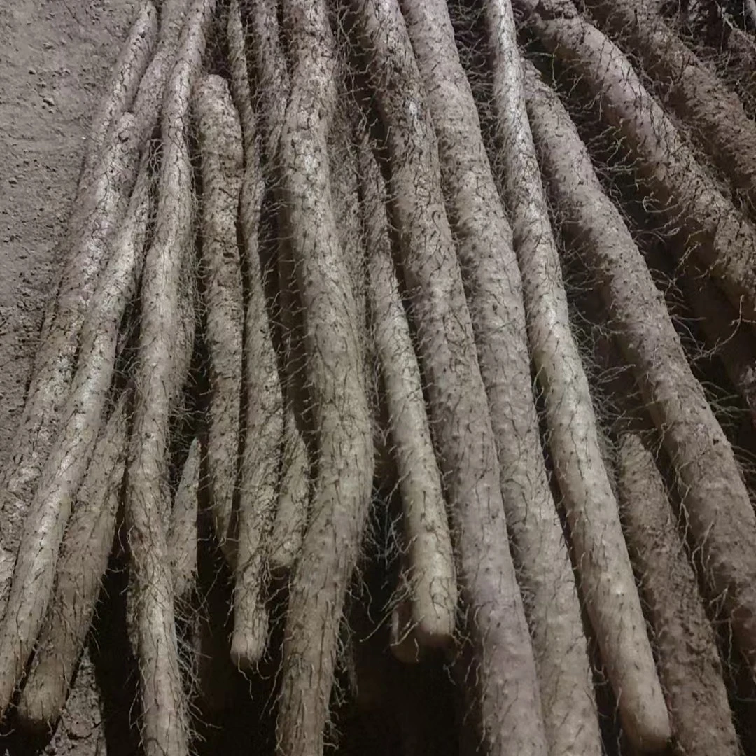 长山药（太谷北阳长山药）