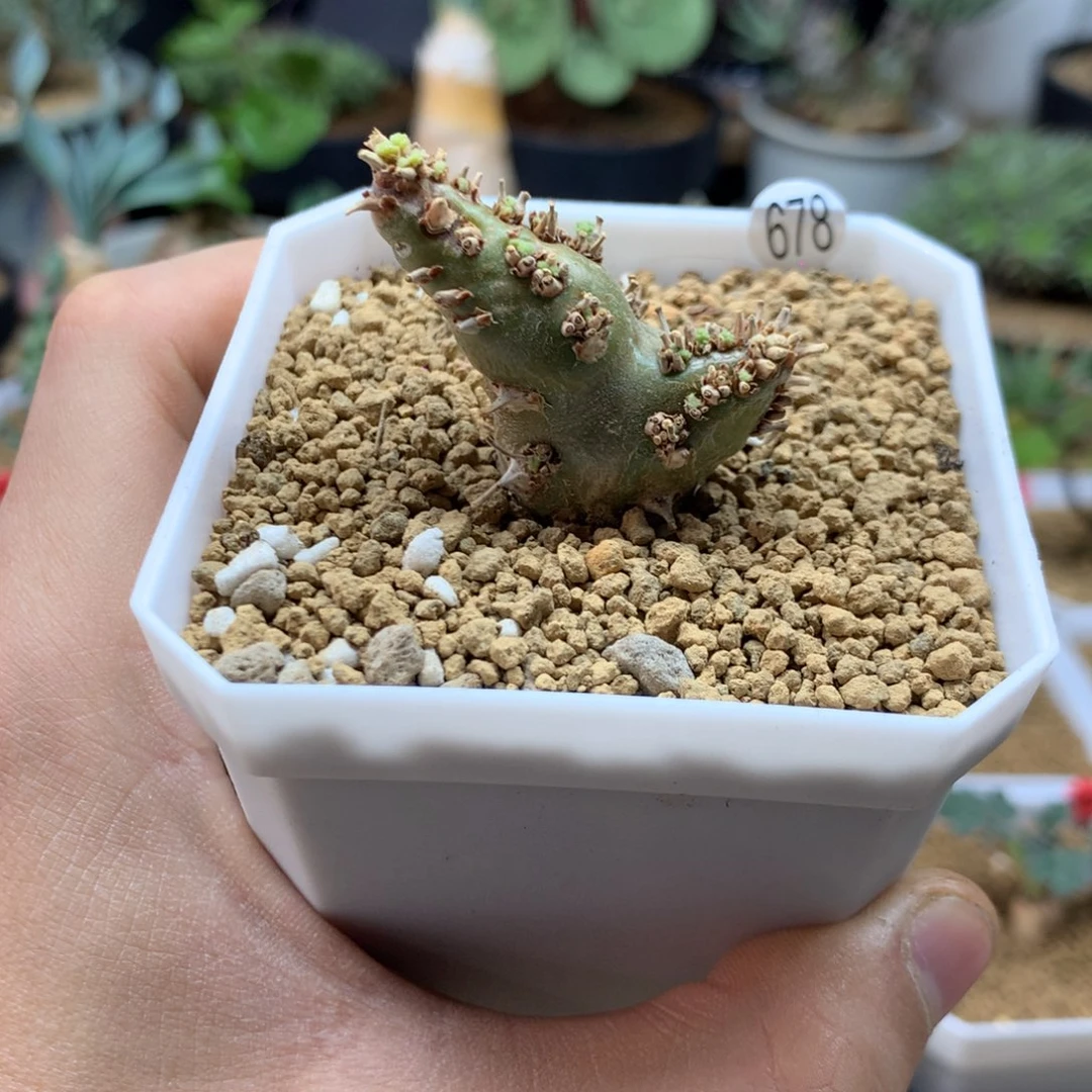白皮月界带盆多肉678