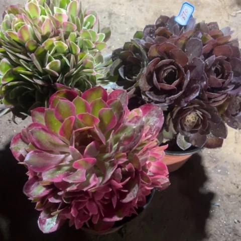 870多肉植物组合