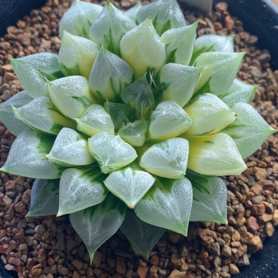 菠***哒十二卷多肉爱心寿锦。