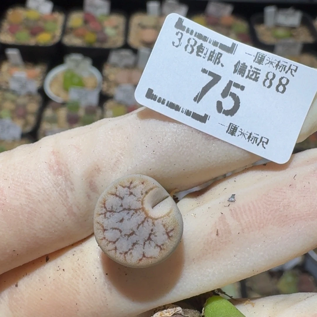 花****Sssss精品生石花75