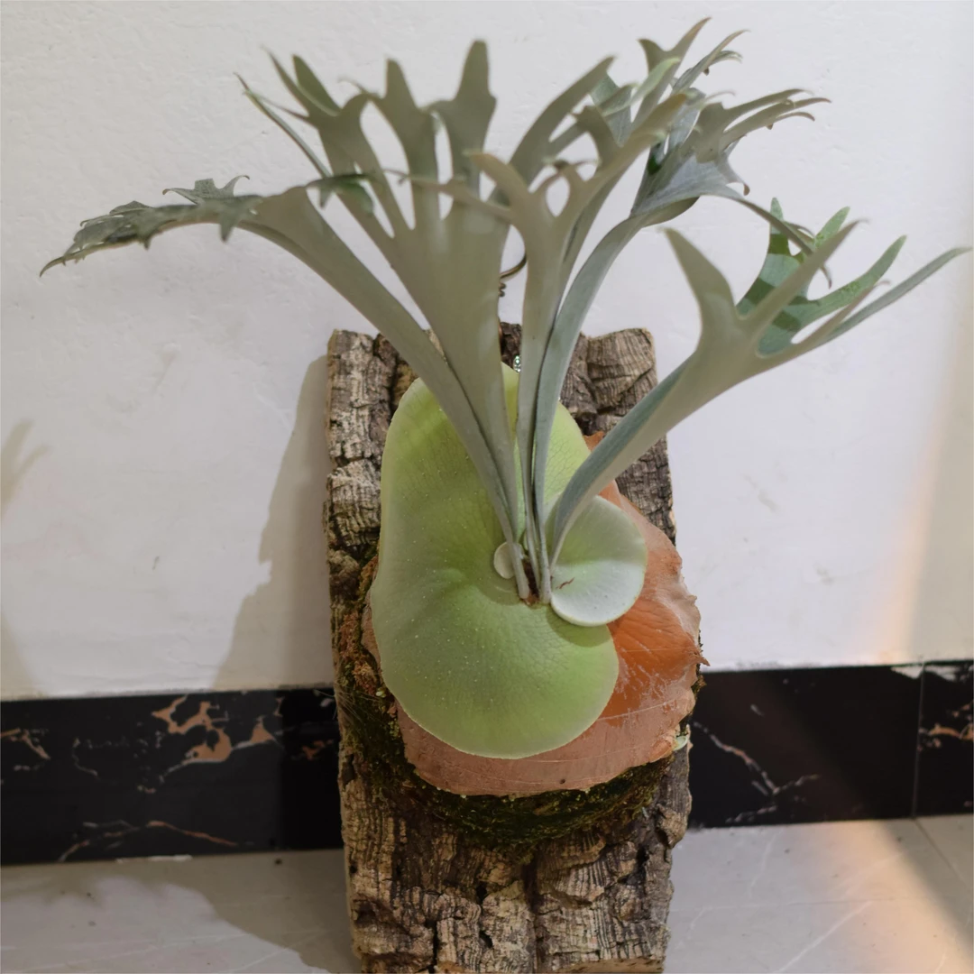 【ZB】浇浇【白色系鹿角蕨】月光/水汽/黄月/银狐/奥妙/白二岐/安爪