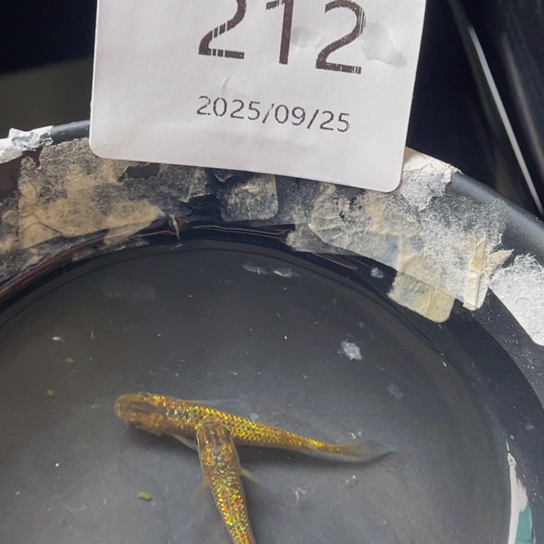 青鳉212松井秘密武器一对