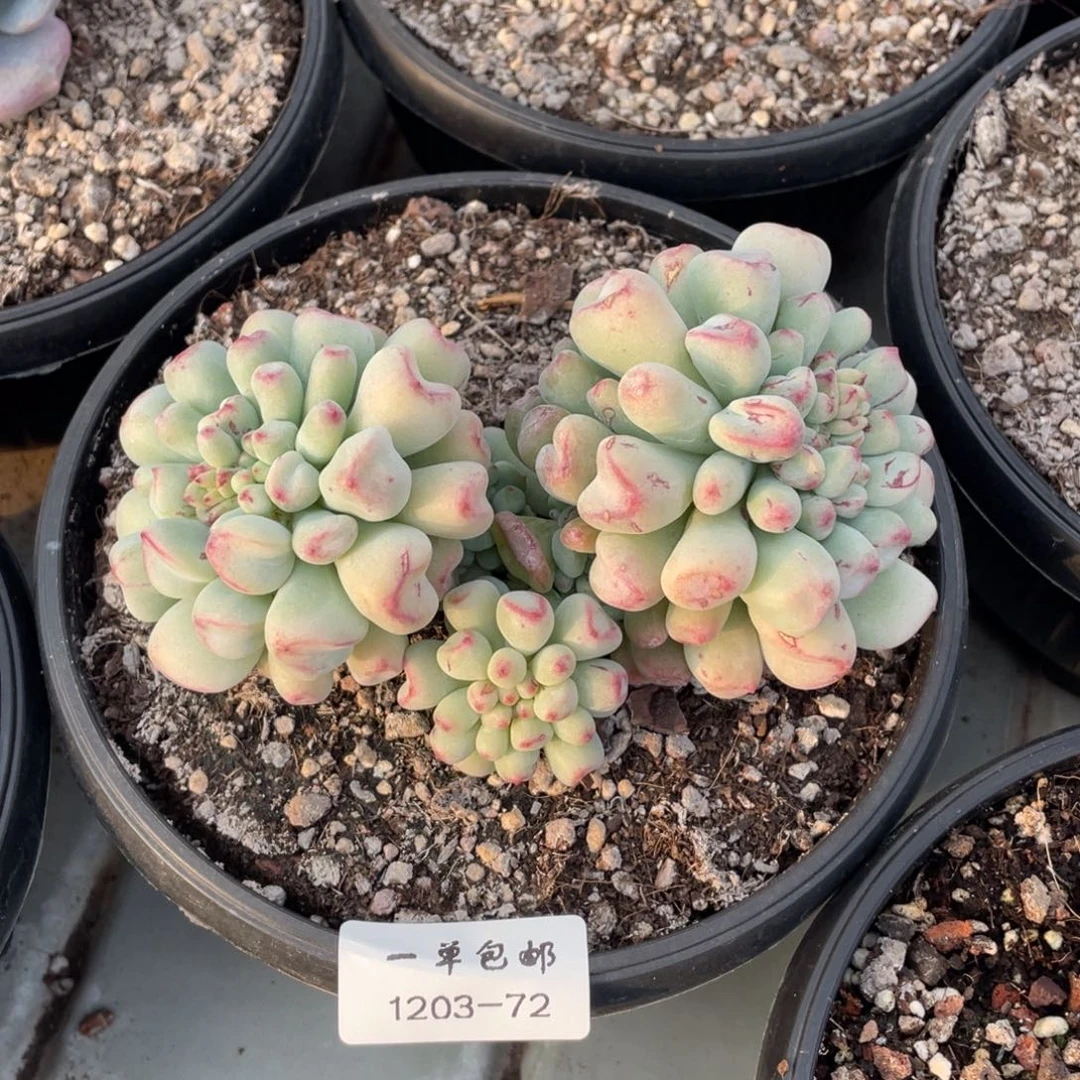 1203-72-茉莉青提。。。。。。。。