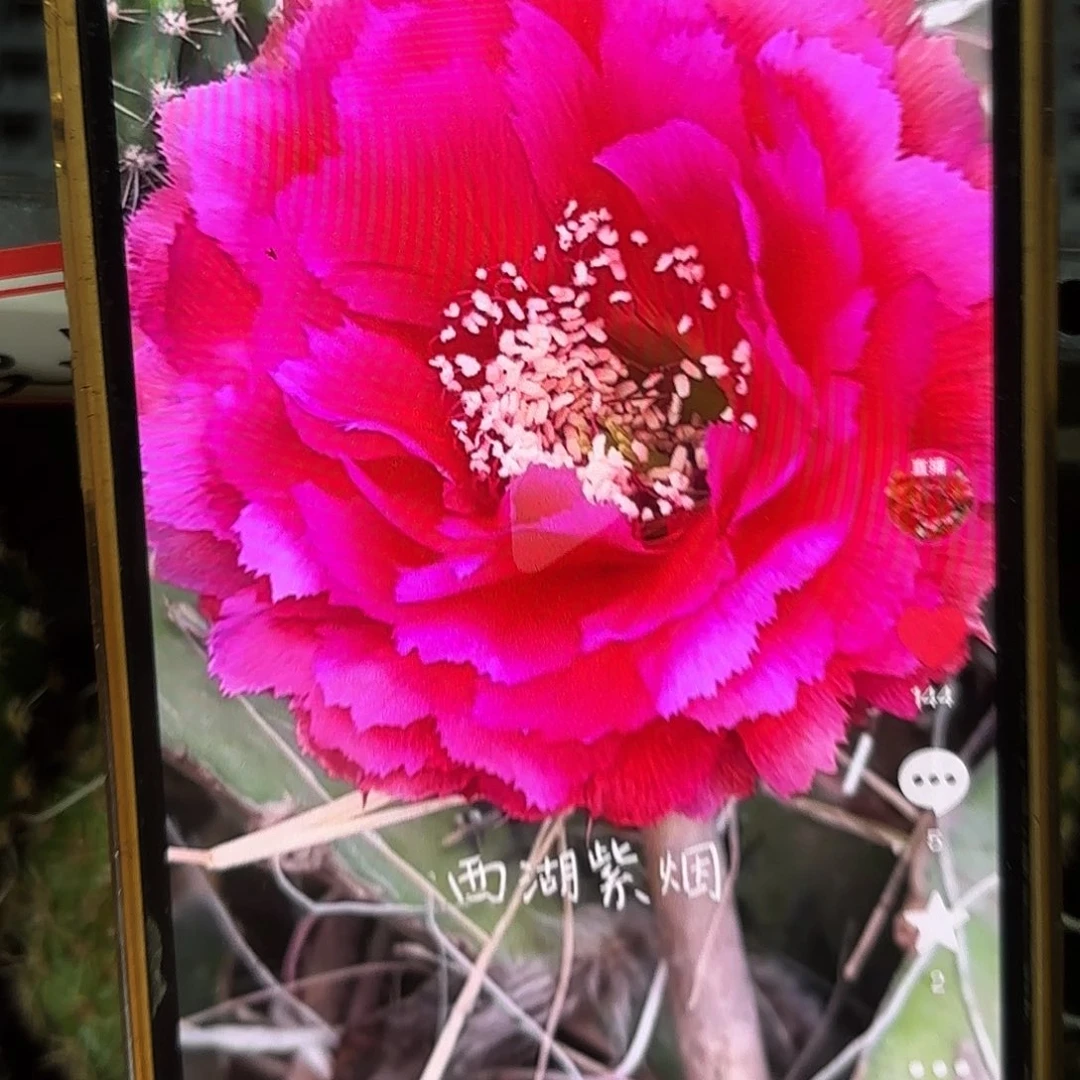 紫烟彩侧牙20包邮仙人17