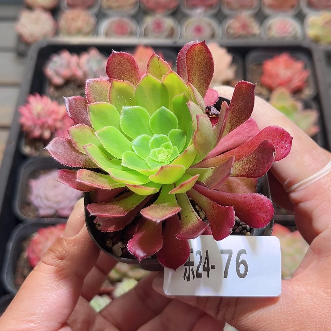 乐24-76法师单头