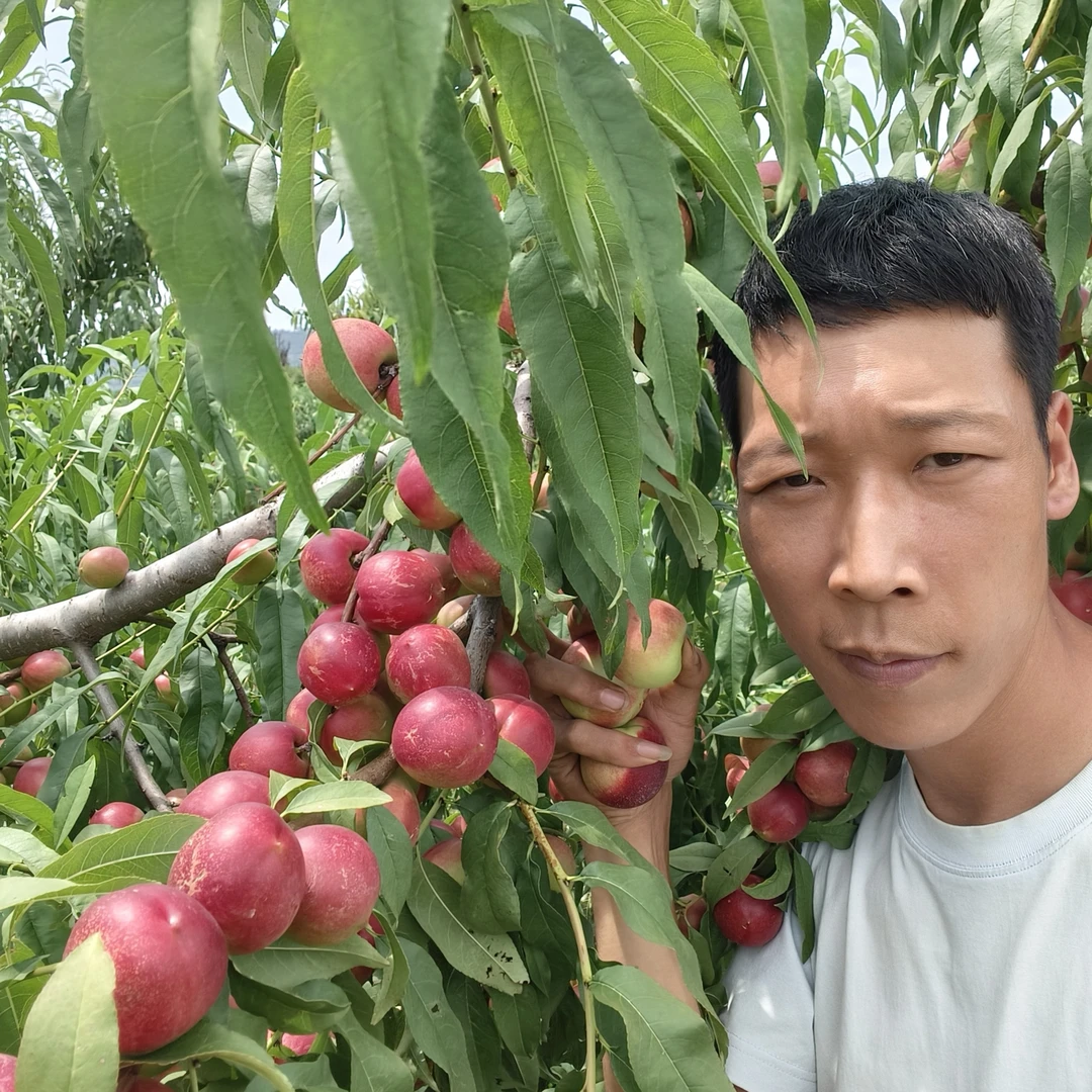 珍珠枣油桃露天头茬新鲜脆甜爆甜枣味水果
