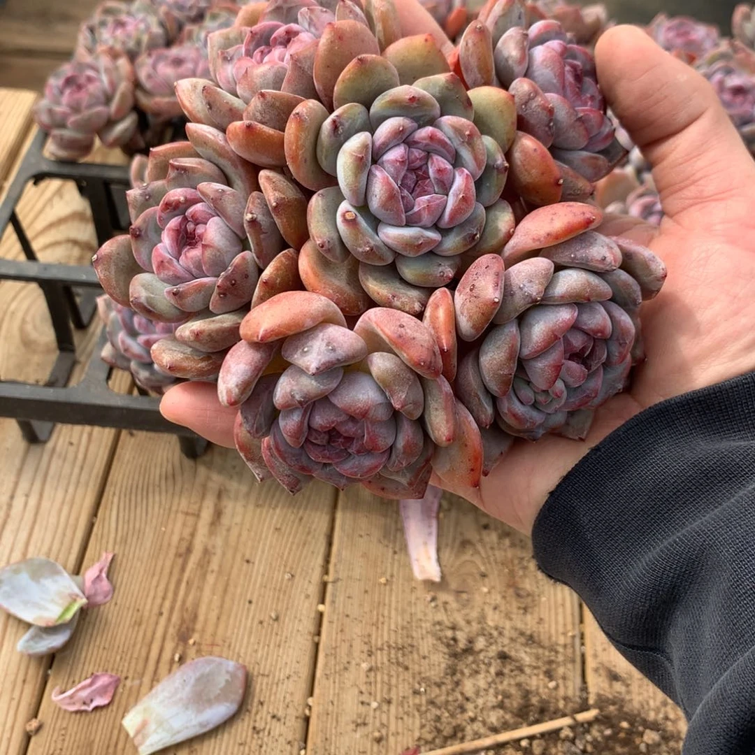 龙****龙王突尼斯三颗发货多肉